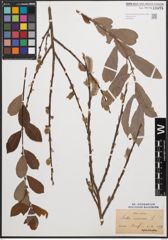 Foto von Salix cinerea L.